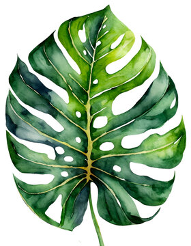 Fototapeta Isolated Monstera leaf on white background ,