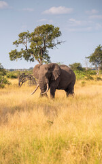 African elephant with big tusks