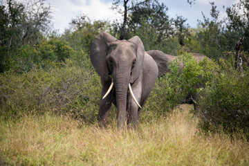 Obraz premium African elephant with big tusks