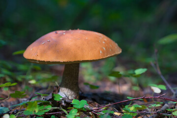 Defocused background with shallow depth of field. Edible mushroom grows in its natural environment.