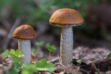 Edible mushrooms grow in their natural environment.