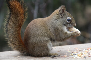 Obraz premium squirrel eating nut, Whitemud Park, Edmonton, Alberta