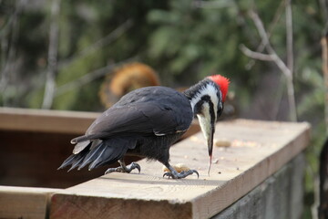 Woodpecker Eating, Whitemud Park, Edmonton, Alberta