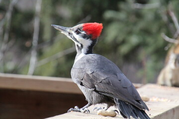 Majestic Pileated Woodpecker, Whitemud Park, Edmonton, Alberta