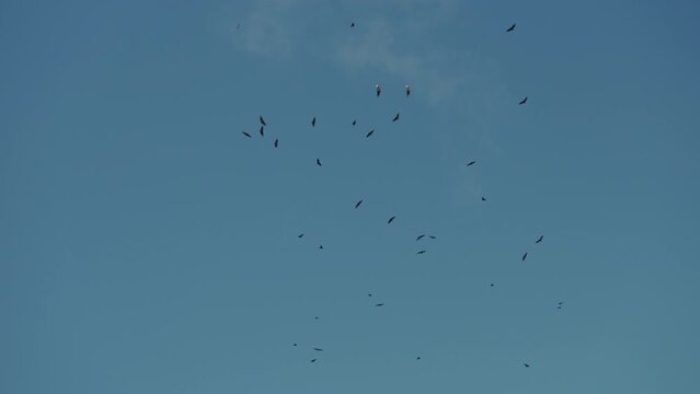Black Vultures In Flight In Argentina