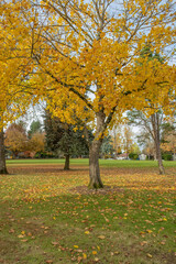 Seasonal changes in a park Gresham Oregon.