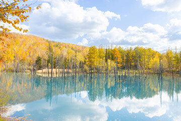 北海道美瑛-秋の青池-