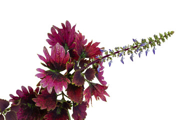 Coleus Forskohlii, Painted Nettle or Plectranthus scutellarioides bloom is a Thai herb isolated on...