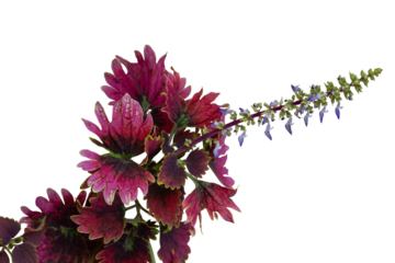 Coleus Forskohlii, Painted Nettle or Plectranthus scutellarioides bloom is a Thai herb isolated on white background included clipping path.