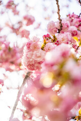 日本　青森　弘前公園　弘前城　城址　国宝　桜　春　ピンク