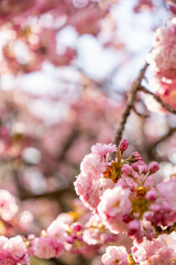 日本　青森　弘前公園　弘前城　城址　国宝　桜　春　ピンク