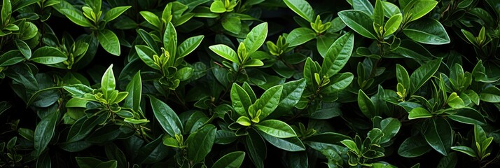 Green Shrub Hedge Fresh Leaves Texture , Banner Image For Website, Background Pattern Seamless, Desktop Wallpaper
