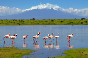 Flock of flamingos wading in the shallow lagoon water