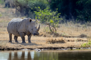 African white rhino reflected in the water in the savannah, National park of Kenya