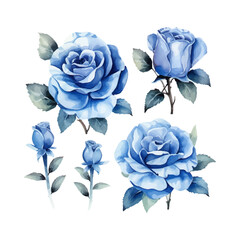 blue rose flower set, watercolor vector illustration, isolated on white background