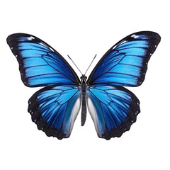Butterfly isolated on white transparent background, PNG