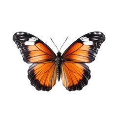 Fototapeta premium Butterfly isolated on white transparent background, PNG