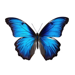 Naklejka premium Butterfly isolated on white transparent background, PNG