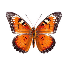 Fototapeta premium Butterfly isolated on white transparent background, PNG
