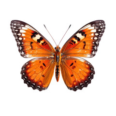 Butterfly isolated on white transparent background, PNG