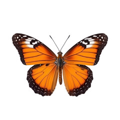 Fototapeta premium Butterfly isolated on white transparent background, PNG