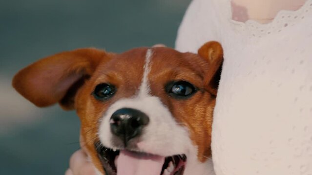 Jack Russell terrier puppy barks repeatedly to attract attention of owner
