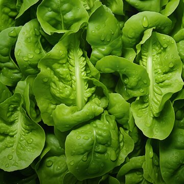 Lettuce Lollo Bionda background. Fresh salad leaves at organic vegetable market. Healthy spring food pattern.