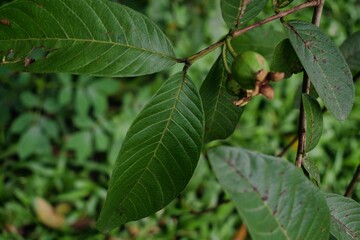 Guava Leaves 