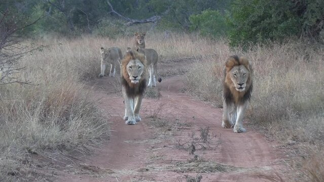 A group of lions walking together down a dirt path in an African reserve.