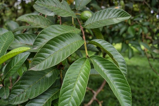 Guava Leaves
