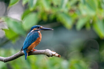 Colorful king fisher bird on a branch of a tree waiting to catch a fish in the Netherlands. Green leaves