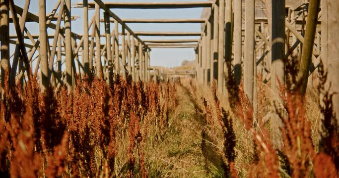 Wooden Structure Surrounded By Dock Weed