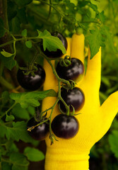 Close-up of farmer's hands in yellow gloves takes care of the black tomatoes in the garden