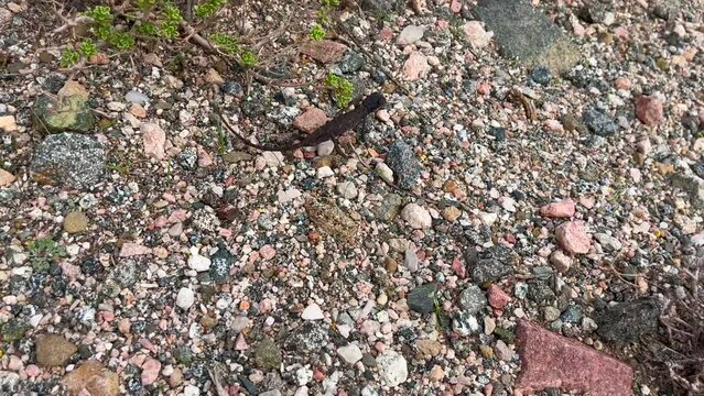 Chameleon (Chamaeleonidae) moving at speed across gravel ground. Handheld