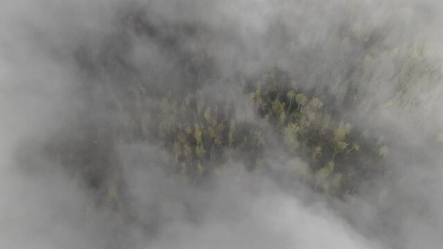 Golden Serenity: Above the Fog-Kissed, Autumn-Painted Trees in Little Fort