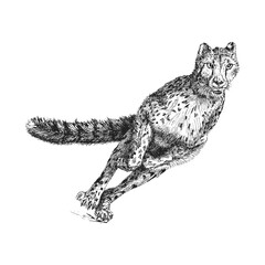 Cheetah, hand drawn vintage illustration in vector