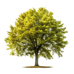 Beech tree isolated on white transparent background, PNG