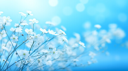 White, light, delicate, small flowers on a blue background. - obrazy, fototapety, plakaty