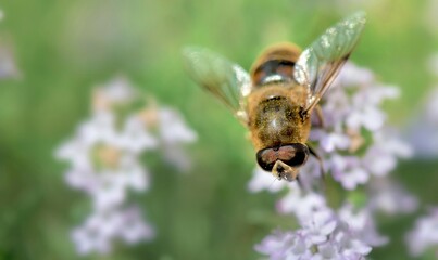 closeup on a honey bee pollinating white flowers of  thyme in a garden on blurred background  in  springtime