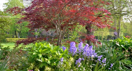 bush of  green plants and flowers blooming in a park with a red foliage of a japanese maple background