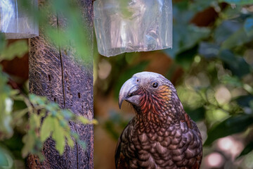 North Island kākā playing with each other on a branch.