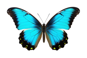 Fototapeta premium A beautiful butterfly flying isolated on transparent background.