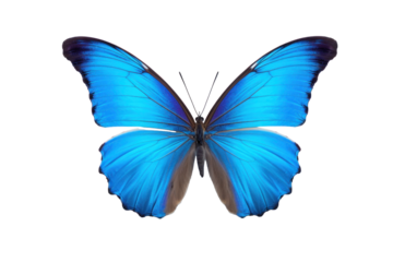 A beautiful butterfly flying isolated on transparent background.