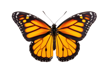A beautiful butterfly flying isolated on transparent background.