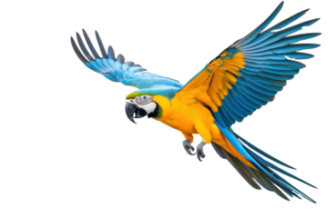 A blue-and-yellow macaw isolated on transparent background.