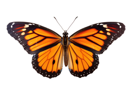 A beautiful butterfly flying isolated on transparent background.