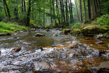 A beautiful landscape of river flowing through a forest.  Natural scenery of forest stream. Amazing landscape with a small river.