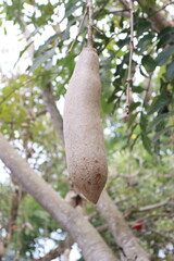 sausage tree kigelia fruit hanging on the tree close-up shot
