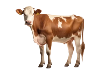Fototapeten A cow isolated on transparent background. © tong2530