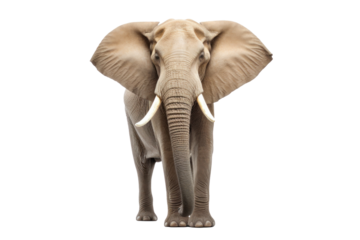 A elephant isolated on transparent background.